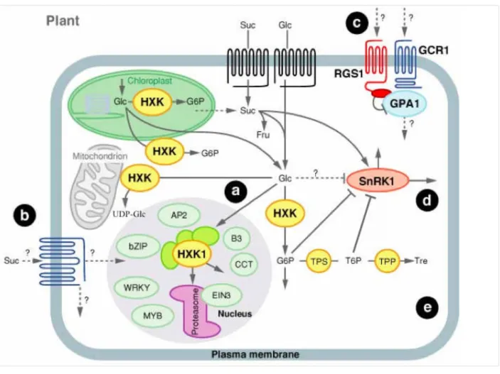 Figure 6 : Modèle illustrant les mécanismes de perception du glucose chez les plantes