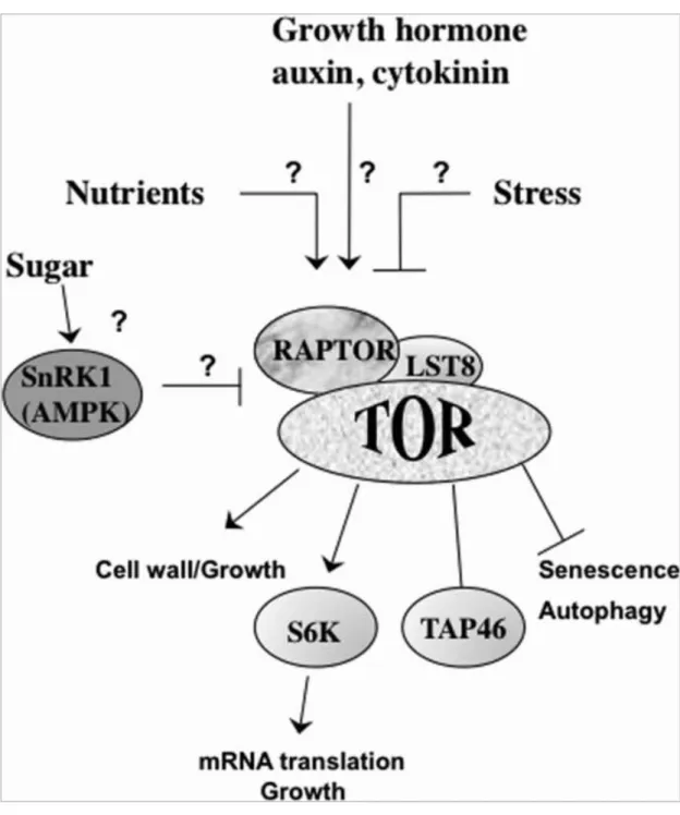 Figure 7 : Modèle de la voie de signalisation dépendante de TOR chez les plantes. 