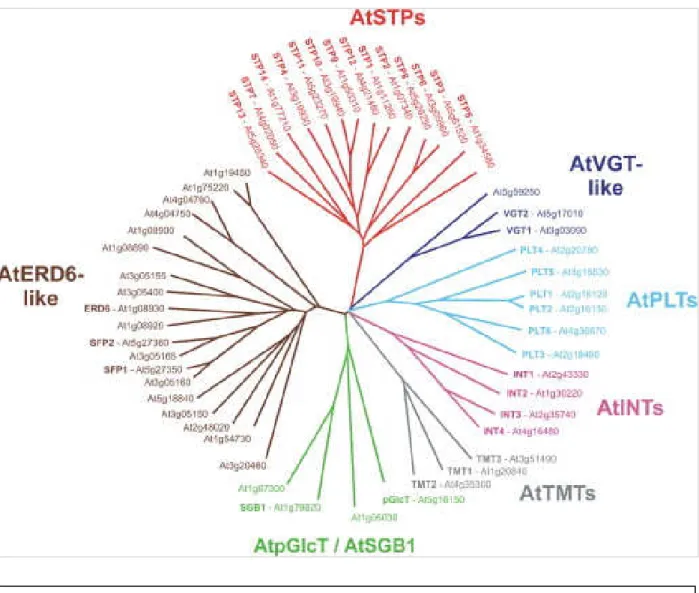 Figure  9  :  Arbre  phylogénétique  représentant  les  7  familles  de  transporteurs  de  monosaccharides identifiés chez Arabidopsis (Büttner 2007)