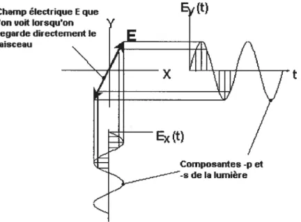 Figure 1.10 Schéma des composantes orthogonales d’un faisceau de lumière polarisée linéairement