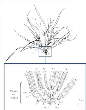 Figure 3  : Représentation d’un phytomère, ou « disque d’insertion    foliaire», d’une graminée  tel que défini par Sharman (1942)