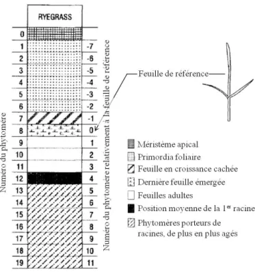 Figure 4  : Schéma structural d’une talle de ray -grass anglais proposé par Yang et al