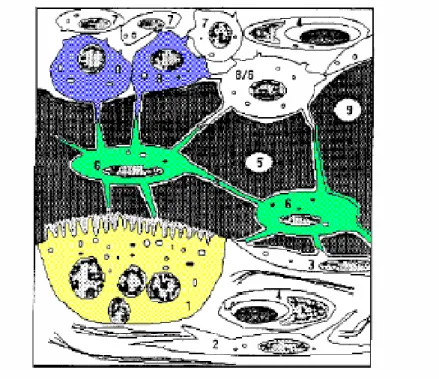 Figure 1.2: Les différentes cellules du tissu osseux [Gib88]