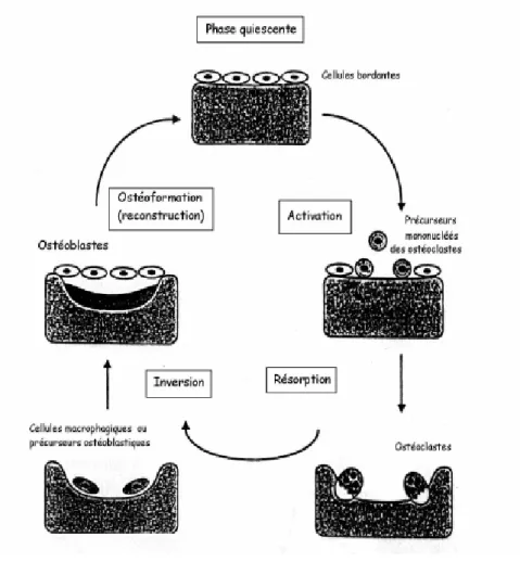 Figure 1.4: Description du remodelage osseux [Cow93]