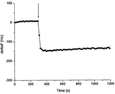 Figure 1: Representative tïme-dependent frequency trace showing the adsorption of mucin to a 1-dodecanetliiot monolayer chemisorbed on gold