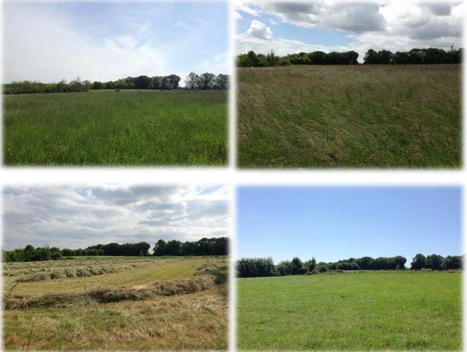 Figure 15. Photographies de la prairie expérimentale au printemps et en été. 