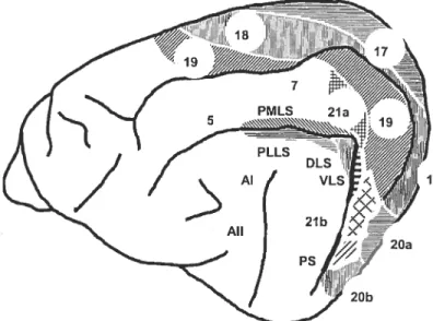 figure 2 Principales aires visuelles corticales du chat