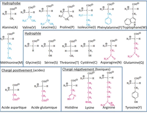 Figure 1.1 – Les 20 acides aminés qui composent une protéine, séparés en 4 catégories selon les propriétés physico-chimiques de leurs chaînes latérales