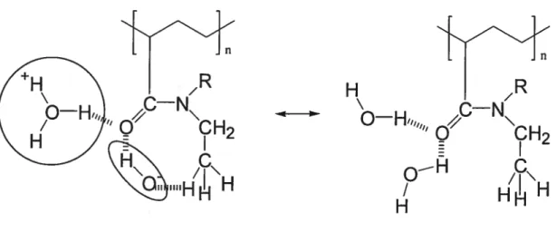 Figure 1.7 Représentation des ponts hydrogène intramoléculaires lors de la transition de phases de poly(N,N-dialkylacrylamide)s 30