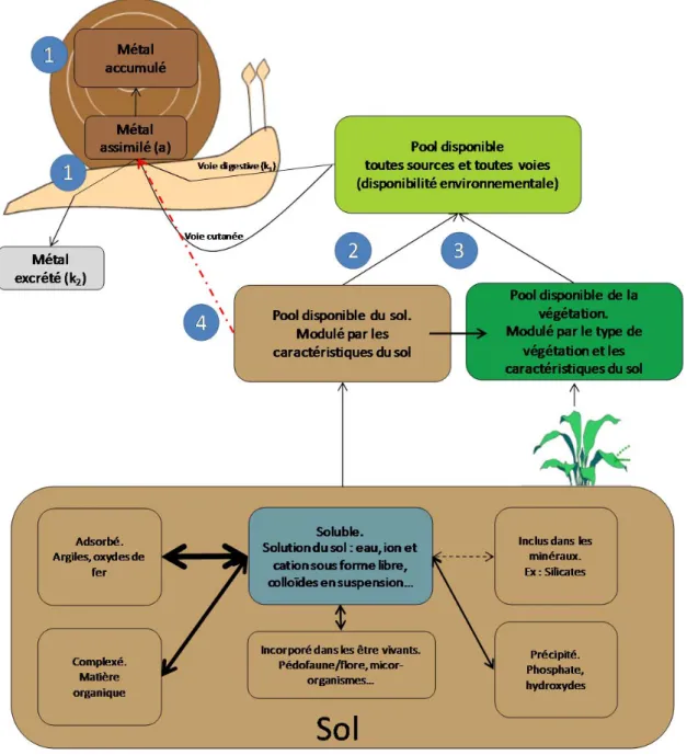 Figure 13 : Synthèse des objectifs. (1) Détermination de  la biodisponibilité des métaux pour l’escargot (accumulation et  flux). (2) Détermination de l’influence des paramètres du sol sur la biodisponibilité des métaux. (3) Quantification de la  contribut