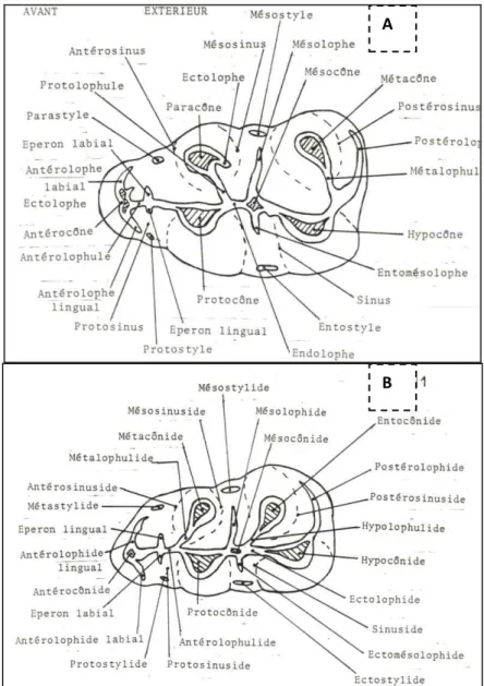 Figure  I.1.1.  Nomenclature  des  caractères  dentaires  des  Cricetidae  (d’après  Mein  et  Freudenthal,  1971), en vue occlusale : A-molaire supérieure droite, B-molaire inférieure gauche 