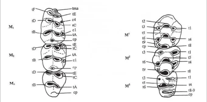 Figure I.1.2. Terminologie utilisée et méthode de mesures des dents de Muridae (d’après Michaux,  1971), rangée supérieure (à droite) et inférieure (à gauche)
