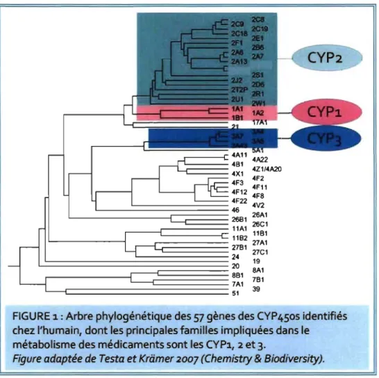 FIGURE 1: Arbre phylogénétique des 57 gènes des CYP450s identifiés  chez l'humain, dont les principales familles impliquées dans le 