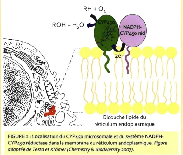 FIGURE  2:  Localisation du CYP450 microsomale  et  du système NADPH- NADPH-CYP450 réductase dans la  membrane du réticulum endoplasmique