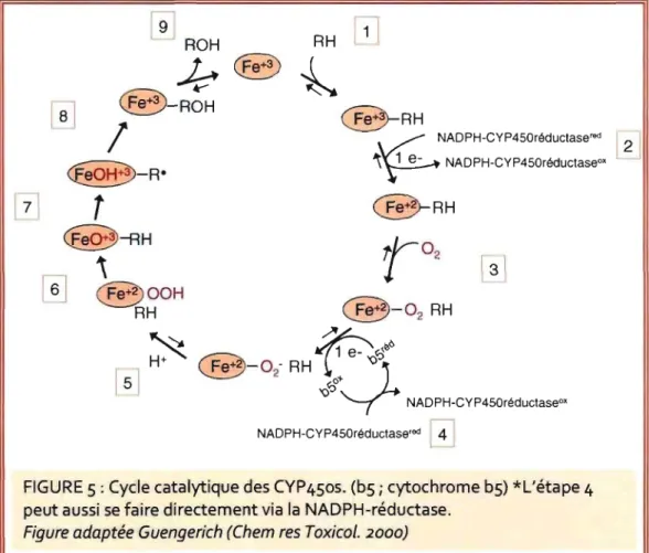 FIGURE 5: Cycle catalytique des CYP4S0S.  (bS  i  cytochrome bS) *L'étape 4  peut aussi se faire directement via  la  NADPH-réductase