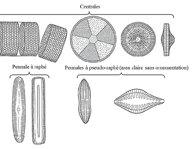 Figure 1. Variété des frustules de diatomées (Mathieu et al., 2011)  1.1.2. Dinophycées (dinoflagellés) 