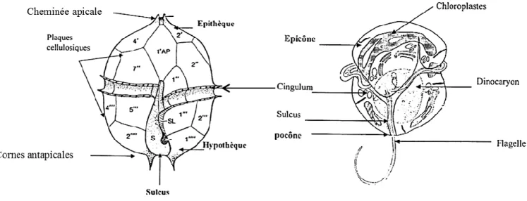 Figure  2.  Organisation  générale  d‘un  dinoflagellé  cuirassé  (AP :  plaque  apicale,  S :  sulcus,  SL : suture sulcal) (d‘après Dodge, 1985) et d‘un dinoflagellé nu (Sournia, 1986) 