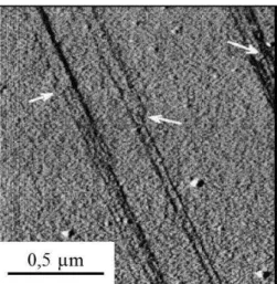 Figure 3 :  Image AFM en mode signal d’erreur de traces de glissement observées à  la surface d’un échantillon de Ni 3 (Al,Ta) déformé à 293 K [Coupeau et al, 1999]