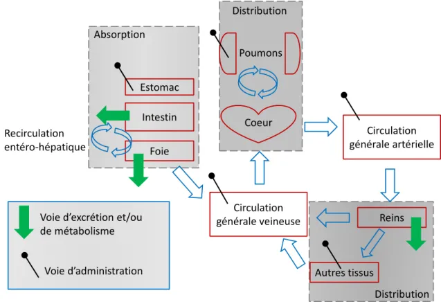 Figure 1-11 Les principales étapes de la pharmacocinétique EstomacFoieIntestinRecirculation entéro‐hépatiqueCirculation générale veineuseCoeur Circulation  générale artériellePoumonsReinsAutres tissusVoie d’excrétion et/ou