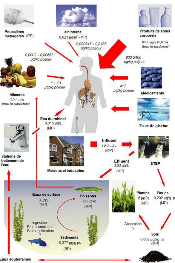Figure I.5 : Sources d’exposition et voies de contamination de l’ Homme par les  parabènes et leur devenir dans l’environnement tiré de Błędzka et al., 2014  et complété 