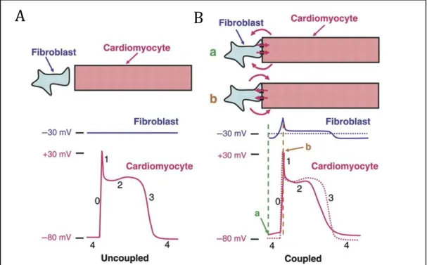 Figure  H10  :  Les  effets  du  couplage  fibroblaste- cardiomyocyte  sur  le  potentiel  d’action
