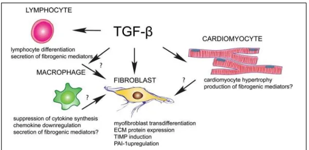 Figure H12 : Les effets cellulaires de la TGF-  dans la fibrose cardiaque. Le TGF -  est un médiateur - -clé qui peut affecter tous les types cellulaires impliqués dans la réponse fibrotique cardiaque