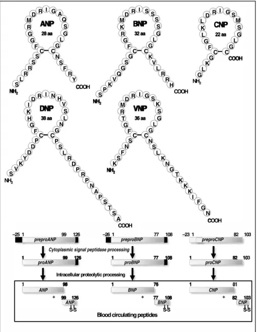 Figure  H14  :  Structure  des  différents  peptides  natriurétiques.  La  séquence  des  préprohormones  pour  ANP, BNP et CNP est présentée dans la partie inférieure alors que la structure des peptides matures est  présentée dans la partie supérieure