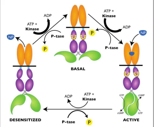 Figure H18 : Topologie et ligands des récepteurs GC des peptides natriurétiques : NPR-A, NPR-B et  NPR-C