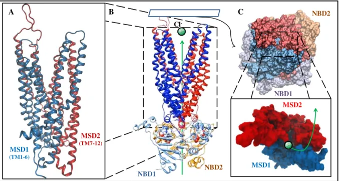 Figure N°5 : Modélisation des MSDs et de la face extracellulaire du pore. 