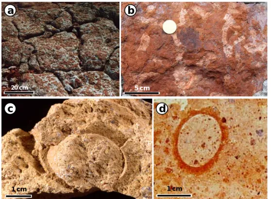 Figure 13 - Bioturbations des grès rouge. a) niveau columnaire (vue par le dessus), fortement bioturbé  par des terriers de termites blanchis (Naussac, 48)