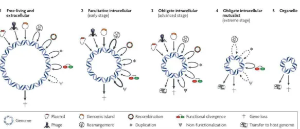Figure 5 : Les différents stades de la réduction génomique subis par les génomes d'endosym- d'endosym-biotes, d'après Toft et Andersson, 2010