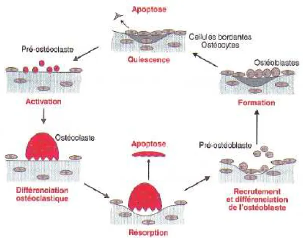 Figure 1.2: Description du remodelage osseux