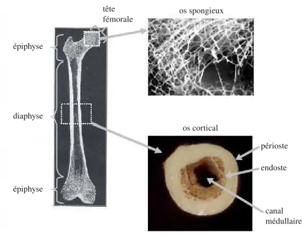 Figure 3.1: Structure du f´emur: os cortical et os spongieux (Bossy [14])