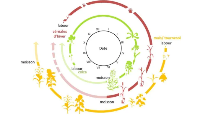 Figure 1.2  Comparaison des cycles de culture des principales espèces cultivées dans l’ouest de la France : colza d’hiver  (vert), céréales d’hiver (rouge) et cultures de printemps (maïs et tournesol — jaune)