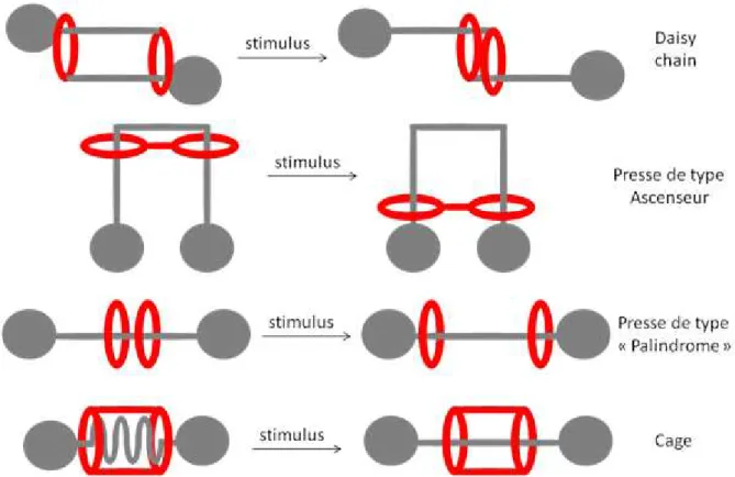 Figure 20 - Représentation des différents types de muscles moléculaire dans leur état contracté (à gauche), et relâché  (à droite)