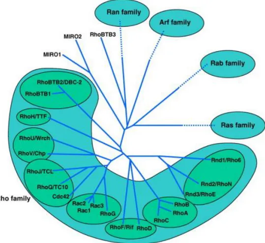 Figure 17. La classification des 5 sous-familles de la superfamille RAS [144] 