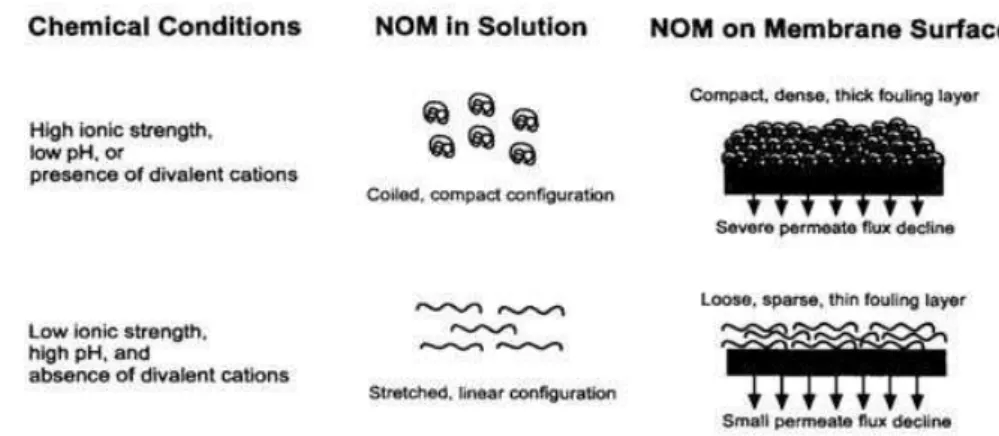 Figure 1.9: Description des effets des conditions chimiques sur les matières organiques en  solutions ainsi que sur la membrane (Hong et Elimelech, 1997)