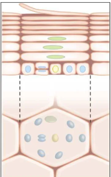 Figure  1.Organisation  d’un  épiderme  murin  avec  une  cellule  souche  (en  jaune)  pour  10  kératinocytes  basaux