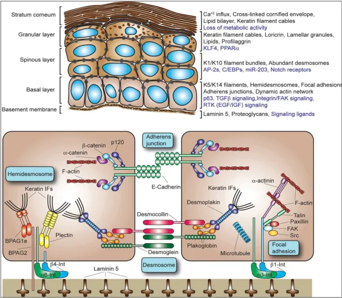 Figure 4.  Architecture cellulaire de l'épiderme et  les principaux composants du cytosquelette épidermique
