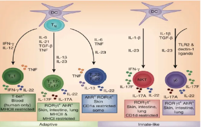 Figure 9. TN: naive T cell, TLR2: Toll-likereceptor 2. Sonnenberg et al. Nature Immunology 2011