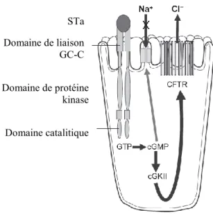 Figure 1 : Résumé du mécanisme d’action de la toxine STa. Adapté de  (Gyles and  Fairbrother 2009)