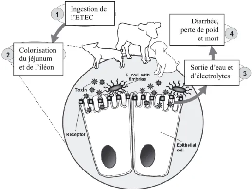 Figure 4 : Résumé d’une infection d’une cellule épithéliale intestinale par un ETEC. Adapté  de (Clements et al
