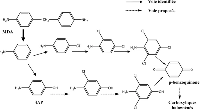 Figure I.7 : Une voie  d’oxydation de la MDA par le chlore en solution aqueuse tamponnée  proposée par Tomiyama et al