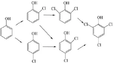 Figure I.11 : Formation successives des chlorophénols   lors de la chloration du phénol (Ge et al., 2006)