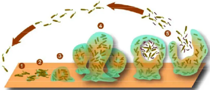 Figure  12:  Le  cycle  de  vie  d’un  biofilm en  5  étapes:  1)  Adhésion  des  cellules  ,2)  Colonisation,  3)  Développement,  4) Maturation et 5) Dispersion