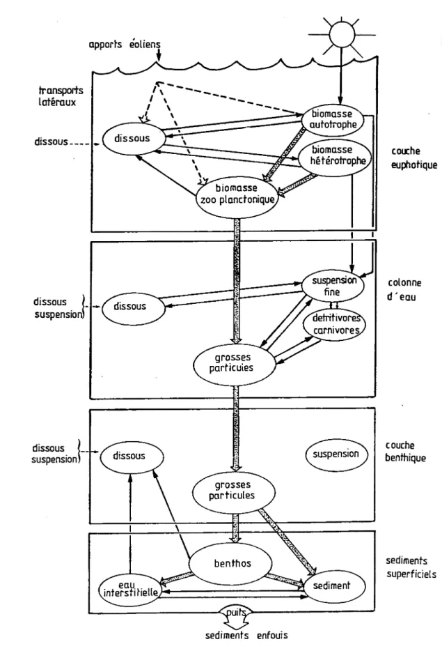 Fig.  1  Schéma-type  de  la  colonne  d'eau  montrant  les  quatre  principaux  niveaux  et  la  quinzaine  de  compartiments  entre  lesquels  il  conviendra  de  définir  les 