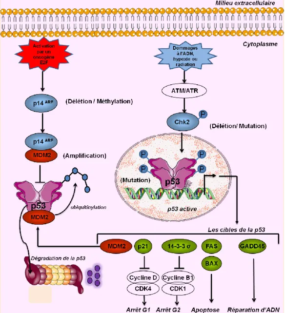 Figure  7  :  La  voie  p53 .  Une  boucle  de  régulation  négative  contrôle  les  niveaux  cellulaires  de  la  protéine p53