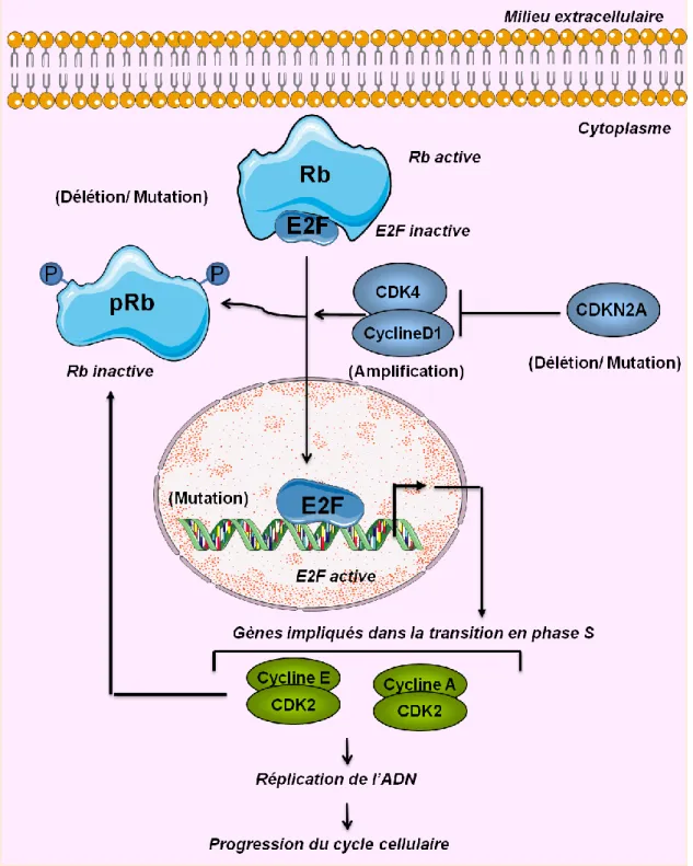 Figure 8 : La voie Rb.  Le complexe Cycline D / Cdk4 se fixe sur la protéine Rb. Une fois activé, le  complexe  Cycline  D  /  Cdk4  phosphoryle  la  protéine  Rb