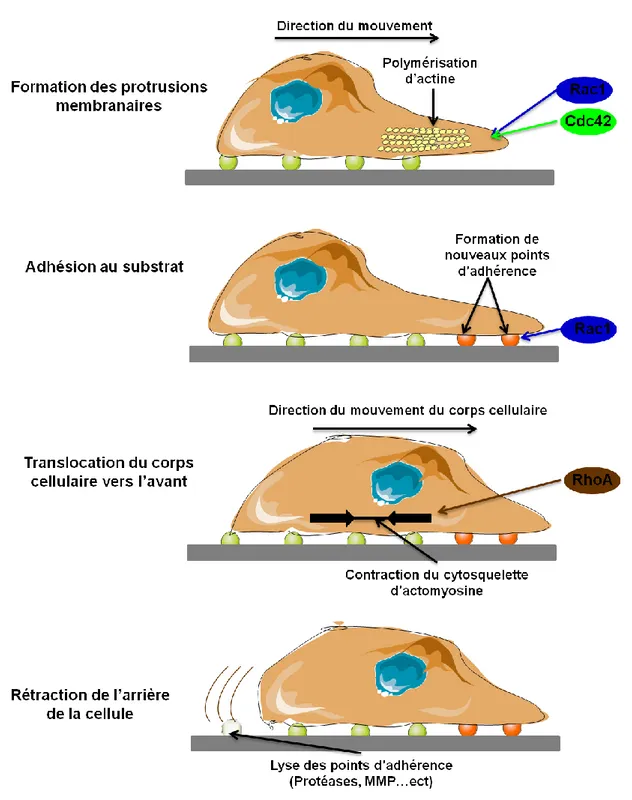 Figure 13 : Les étapes de la migration cellulaire. A l’état initial, la cellule adhère à son substrat  au niveau des points d’adhérence