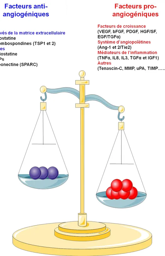 Figure 16 : Représentation schématique des facteurs impliqués dans le Switch  angiogénique